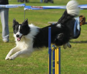 agility-dog