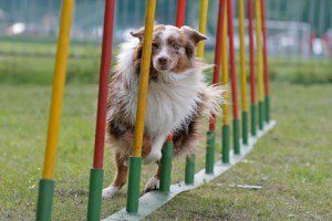 agility dog